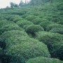 Tea Fields - Pelin Aylangan